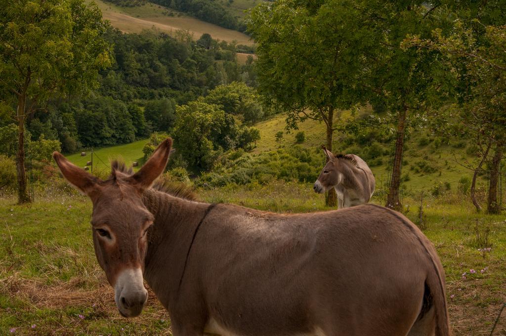 La Ferme De Maurel Bed & Breakfast