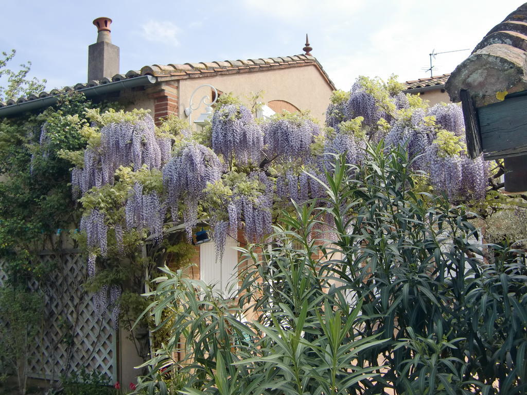 La Des Violettes