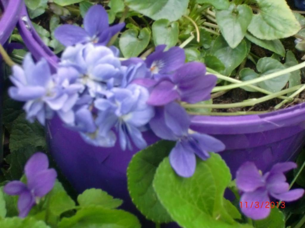 La Des Violettes Bed and breakfast Toulouse